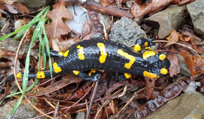 The Fire Salamander (Salamandra salamandra)