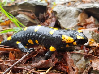The Fire Salamander (Salamandra salamandra)
