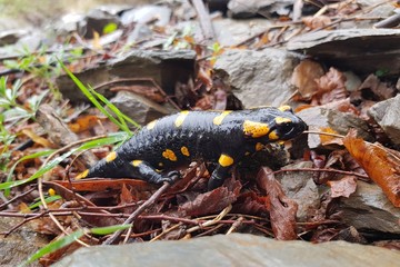 The Fire Salamander (Salamandra salamandra)