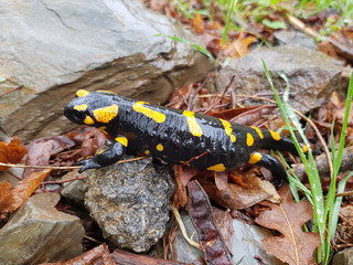 The Fire Salamander (Salamandra salamandra)