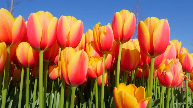 Two colored yellow and red tulips bouquet with green leaves. Conceptual image of spring and Easter holidays. Beautiful colorful red and yellow tulips background. Field of spring flowers. Flower bed tu