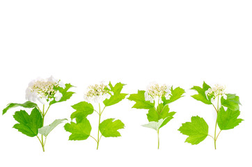 White inflorescences of viburnum with green leaves isolated.