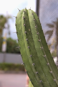 Stem of a tubular type Chichibe cactus (Polaskia chichipe) Stock Photo |  Adobe Stock