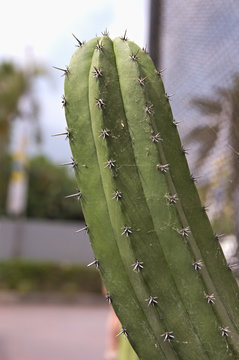 Stem of a tubular type Chichibe cactus (Polaskia chichipe)