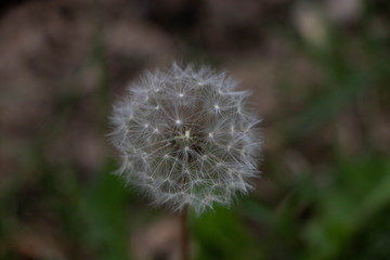 Nature woke up. Spring has arrived. Spring dandelion is ready to blow.