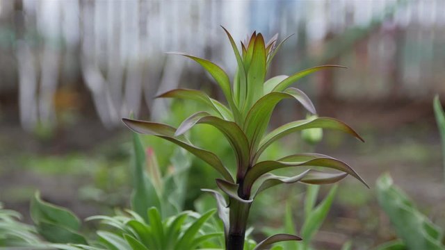 Young Bush Lily. Without flowers
