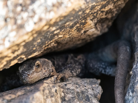 chuckwalla finding shade between rocks