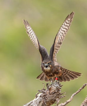Juvenile New Zealand Falcon (Karearea)(Falco novaeseelandiae) vocalising and stretching wings