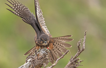 New Zealand Falcon (Karearea)(Falco novaeseelandiae) perched on branch and stretching wings