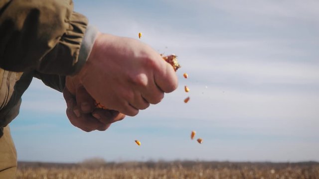 Young farmer holding ripe corn during harvest time. Agricultural expert inspecting quality of corn. The harvester is working on the background.
