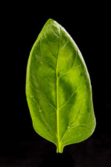 Leaf