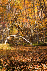 Fototapeta premium autumn over a river and its orange trees