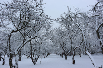 Fototapeta na wymiar Winter apple orchard in Kolomenskoye estate after a snowfall, Moscow, Russia