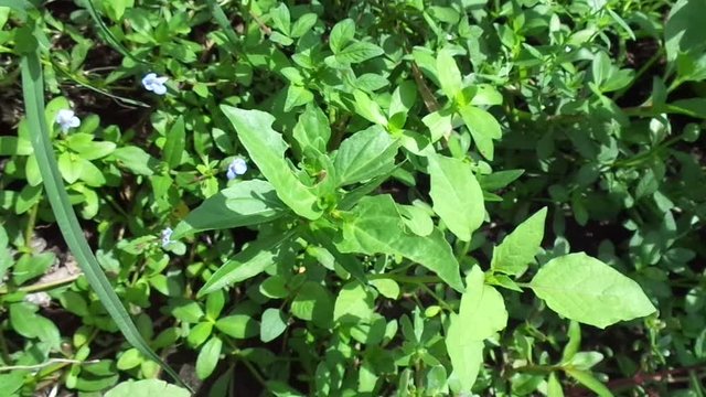 Acmella oleracea (toothache plant, paracress, Sichuan buttons, buzz buttons, ting flowers, electric daisy) with natural background. Flowering is a bouquet, Yellow clusters, oval and pointed like head.