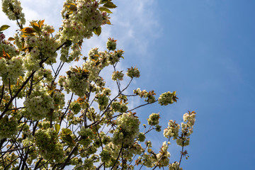遅咲きの御衣黄桜（ぎょいこうさくら）