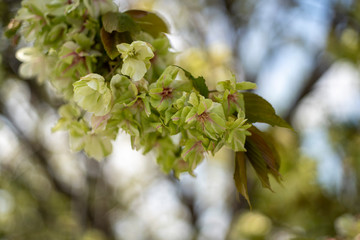 遅咲きの御衣黄桜（ぎょいこうさくら）