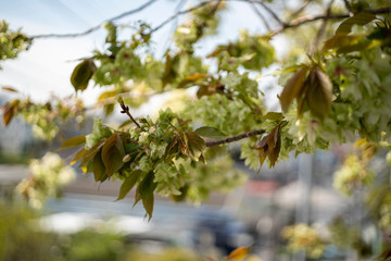 遅咲きの御衣黄桜（ぎょいこうさくら）