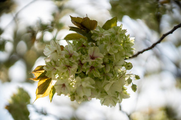遅咲きの御衣黄桜（ぎょいこうさくら）