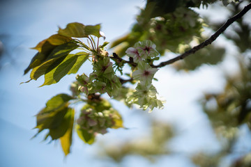 遅咲きの御衣黄桜（ぎょいこうさくら）