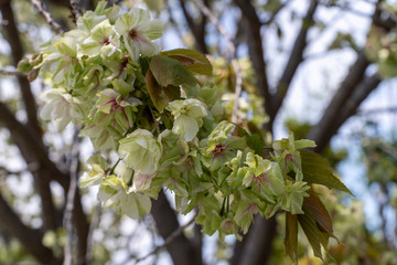 遅咲きの御衣黄桜（ぎょいこうさくら）