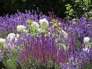 Sage, lavender, roses