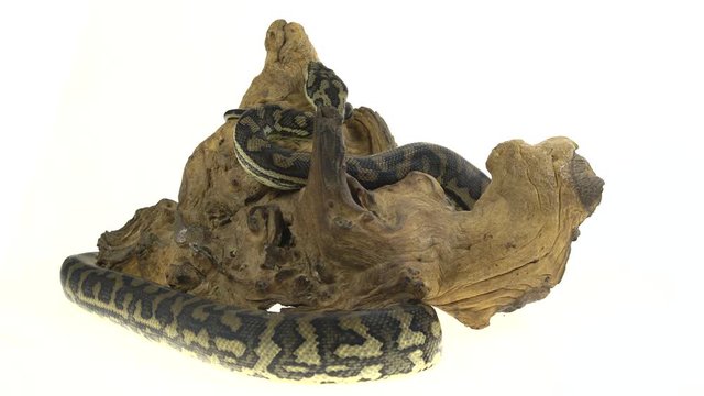 Python Morelia spilota variegata on a stone on wooden snag in white background