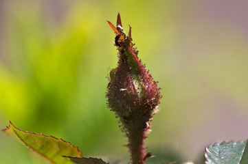 Closeup of a rose bud infected by aphids