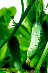 Ripe green cucumbers gherkins on bushes in greenhouse in summer, harvesting