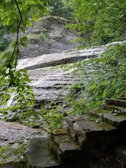 stream in the forest