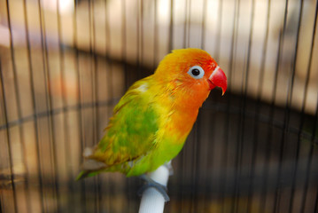 close up love bird in a cage