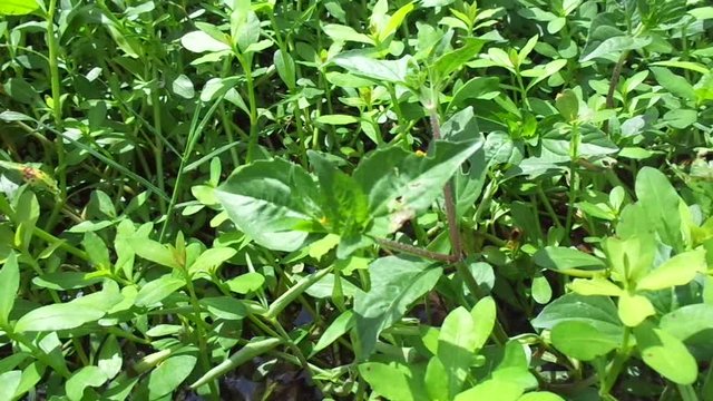 Acmella oleracea (toothache plant, paracress, Sichuan buttons, buzz buttons, ting flowers, electric daisy) with natural background. Flowering is a bouquet, Yellow clusters, oval and pointed like head.