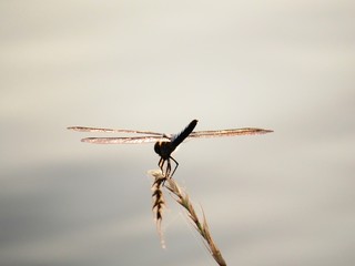 日本の田舎の風景　7月　川辺の夕景　シオカラトンボ