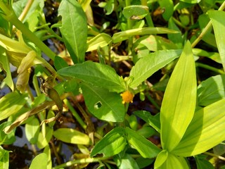 Acmella oleracea (toothache plant, paracress, Sichuan buttons, buzz buttons, ting flowers, electric daisy) with natural background. Flowering is a bouquet, Yellow clusters, oval and pointed like head.