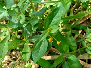 Acmella oleracea (toothache plant, paracress, Sichuan buttons, buzz buttons, ting flowers, electric daisy) with natural background. Flowering is a bouquet, Yellow clusters, oval and pointed like head.