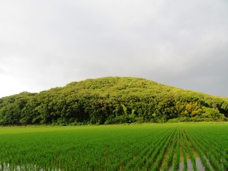 日本の田舎の風景　7月　水田の稲と山