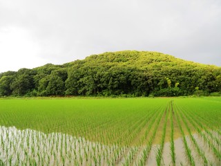 Fototapeta na wymiar 日本の田舎の風景　7月　水田の稲と山