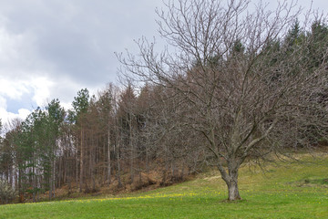 Spring Landscape of Balkan Mountains, Bulgaria