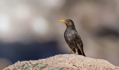 Zorzal chiguanco (Turdus chiguanco) parado sobre una roca, ubicado a la derecha de la imagen y mirando hacia la izquierda, con fondo totalmente desenfocado.