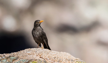Zorzal chiguanco (Turdus chiguanco) parado sobre una roca, ubicado a la izquierda de la imagen, con la cabeza girada y mirando hacia la derecha, con fondo totalmente desenfocado.