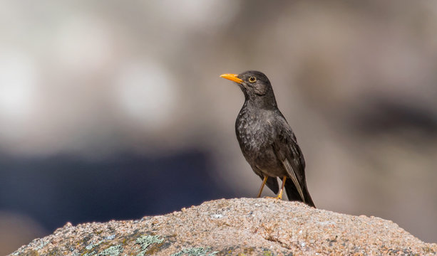 Zorzal chiguanco (Turdus chiguanco) parado sobre una roca, ubicado a la derecha de la imagen y mirando hacia la izquierda, con fondo totalmente desenfocado.