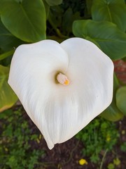 Plakat white flower
