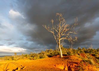 Lone tree at the quarry with stormy sky