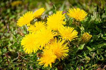 Yellow dandelions in a green meadow in spring.