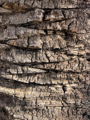 Natural rough bark of tropical trees. Photo