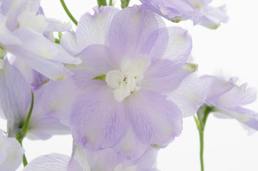 Delphinium Flowers Closeup