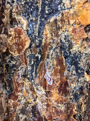 Natural rough bark of tropical trees. Photo