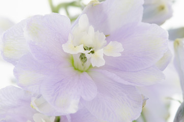 Fototapeta na wymiar Delphinium Flowers Closeup