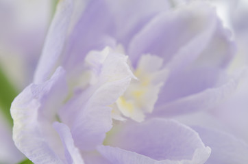 Delphinium Flowers Closeup