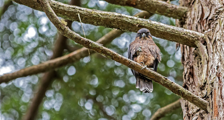 New Zealand Falcon (Karearea)(Falco novaeseelandiae)