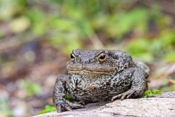 Close up shot of a large toad resting on a wooden trunk